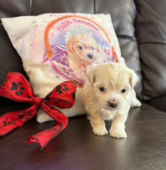Rosie
