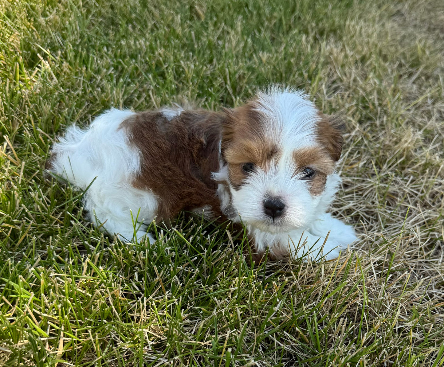 Sophie