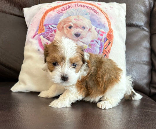 Sophie
