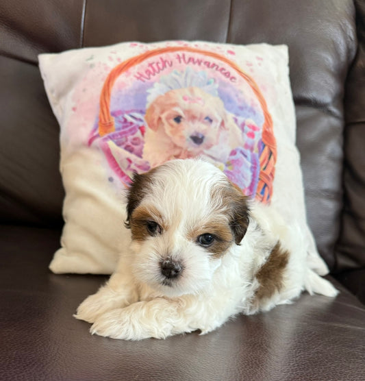Betty